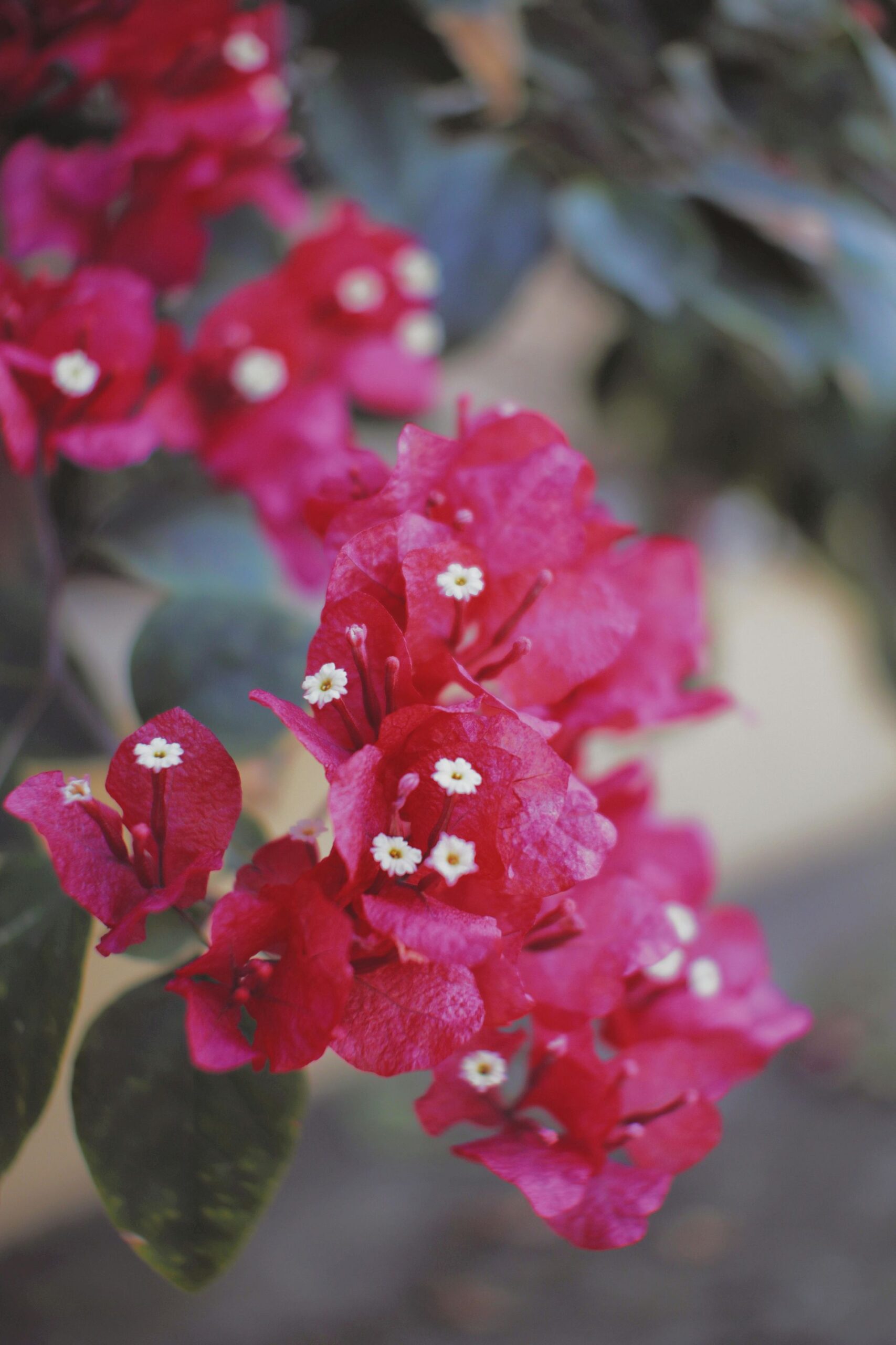 Tropical bougainvillea flowers in the gardens at The Inn at English Harbour